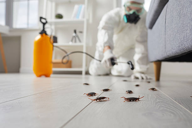 Commercial Rodent Management in Decatur